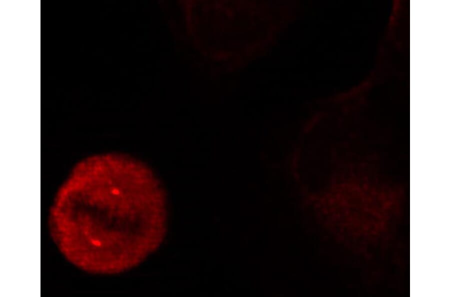 Immunofluorescence - Anti-ERK1 (phospho Tyr204) Antibody (A16536) - Antibodies.com
