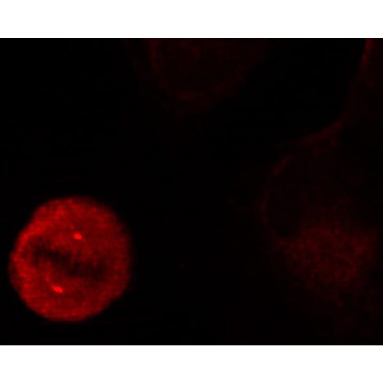 Immunofluorescence - Anti-ERK1 (phospho Tyr204) Antibody (A16536) - Antibodies.com
