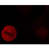 Immunofluorescence - Anti-ERK1 (phospho Tyr204) Antibody (A16536) - Antibodies.com