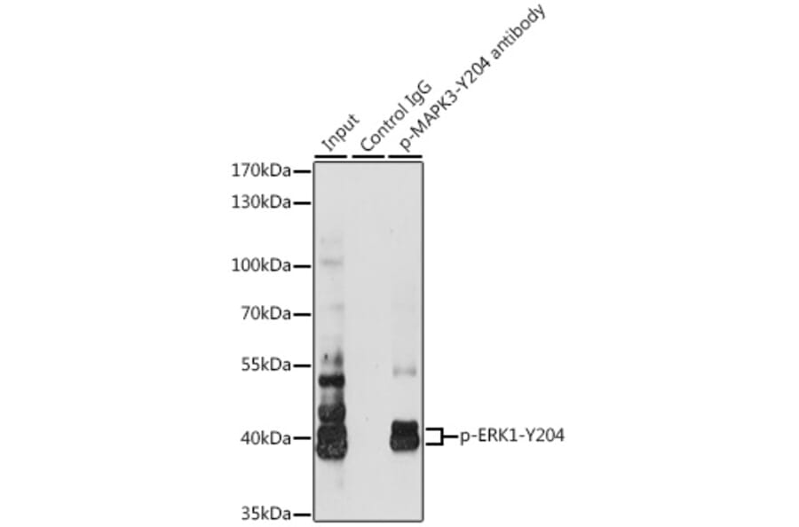 Western Blot - Anti-ERK1 (phospho Tyr204) Antibody (A16536) - Antibodies.com