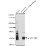 Western Blot - Anti-ERK1 (phospho Tyr204) Antibody (A16536) - Antibodies.com