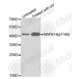 Western Blot - Anti-MAPK14 (phospho T180) Antibody (AP0238) - Antibodies.com