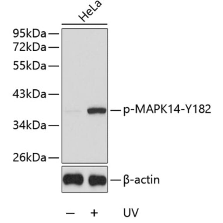 Western Blot - Anti-MAPK14 (phospho Y182) Antibody (AP0239) - Antibodies.com