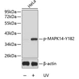 Western Blot - Anti-MAPK14 (phospho Y182) Antibody (AP0239) - Antibodies.com