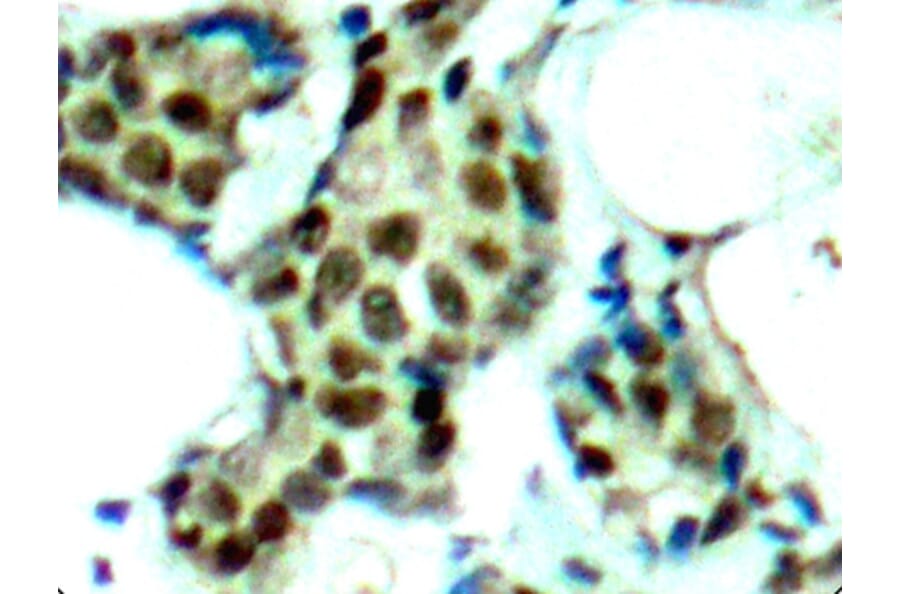 Immunohistochemistry - Anti-MAPK14 (phospho Y182) Antibody (AP0239) - Antibodies.com