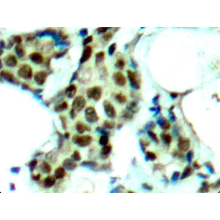 Immunohistochemistry - Anti-MAPK14 (phospho Y182) Antibody (AP0239) - Antibodies.com