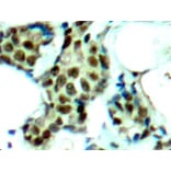 Immunohistochemistry - Anti-MAPK14 (phospho Y182) Antibody (AP0239) - Antibodies.com