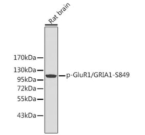 Western Blot - Anti-Glutamate Receptor 1 (AMPA subtype) (phospho Ser849) Antibody (A16539) - Antibodies.com