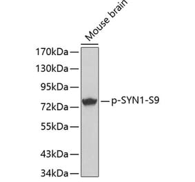 Western Blot - Anti-Synapsin I (phospho Ser9) Antibody (A16541) - Antibodies.com