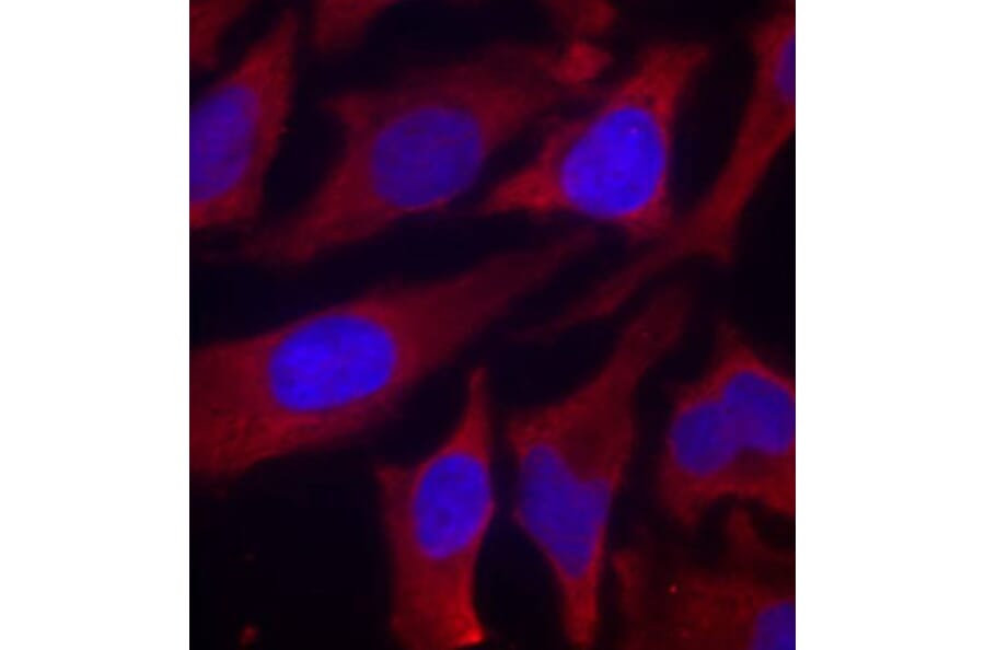 Immunofluorescence - Anti-Synapsin I (phospho Ser9) Antibody (A16541) - Antibodies.com