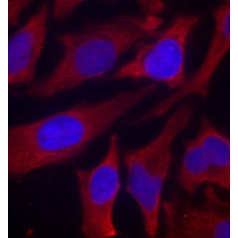 Immunofluorescence - Anti-Synapsin I (phospho Ser9) Antibody (A16541) - Antibodies.com