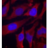 Immunofluorescence - Anti-Synapsin I (phospho Ser9) Antibody (A16541) - Antibodies.com