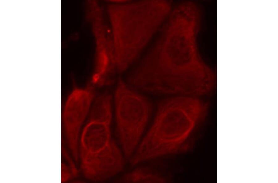 Immunofluorescence - Anti-RPS6KB1 (phospho S411) Antibody (AP0246) - Antibodies.com