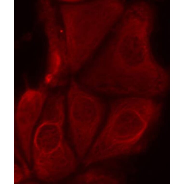 Immunofluorescence - Anti-RPS6KB1 (phospho S411) Antibody (AP0246) - Antibodies.com