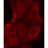 Immunofluorescence - Anti-RPS6KB1 (phospho S411) Antibody (AP0246) - Antibodies.com
