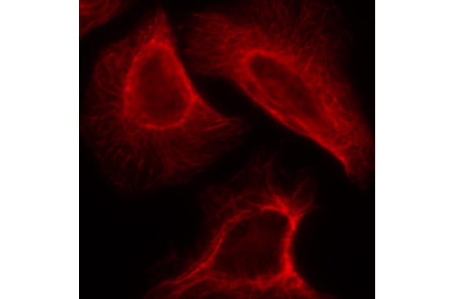 Immunofluorescence - Anti-RPS6KB1 (phospho S424) Antibody (AP0253) - Antibodies.com
