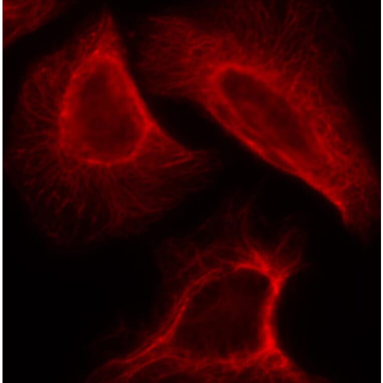 Immunofluorescence - Anti-RPS6KB1 (phospho S424) Antibody (AP0253) - Antibodies.com