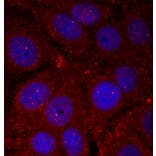 Immunofluorescence - Anti-Alpha-synuclein (phospho Tyr136) Antibody (A16546) - Antibodies.com