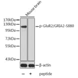 Western Blot - Anti-Ionotropic Glutamate receptor 2 (phospho Ser880) Antibody (A16548) - Antibodies.com