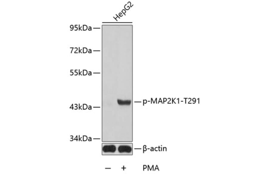 Western Blot - Anti-MAP2K1 (phospho T291) Antibody (AP0258) - Antibodies.com