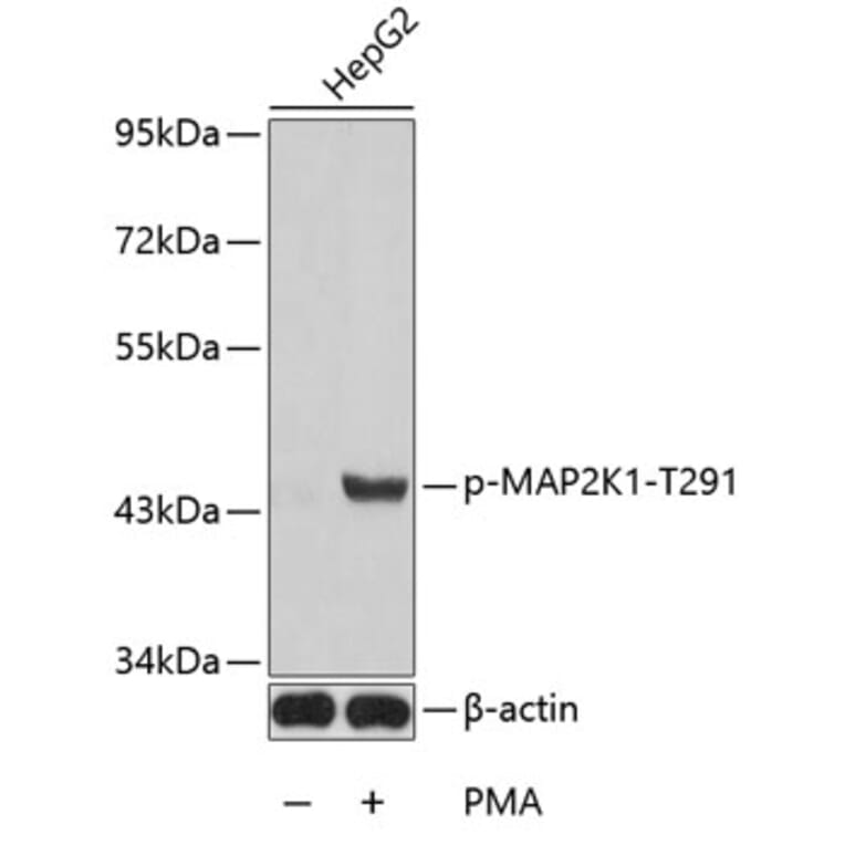 Western Blot - Anti-MAP2K1 (phospho T291) Antibody (AP0258) - Antibodies.com