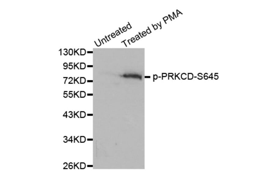 Western Blot - Anti-PRKCD (phospho S645) Antibody (AP0259) - Antibodies.com