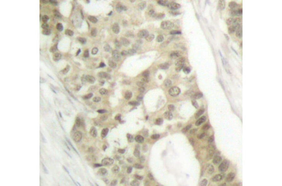 Immunohistochemistry - Anti-PRKCD (phospho S645) Antibody (AP0259) - Antibodies.com