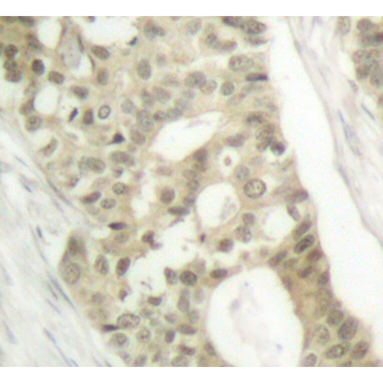 Immunohistochemistry - Anti-PRKCD (phospho S645) Antibody (AP0259) - Antibodies.com