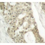 Immunohistochemistry - Anti-PRKCD (phospho S645) Antibody (AP0259) - Antibodies.com