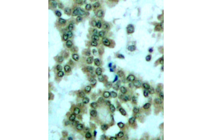 Immunohistochemistry - Anti-PKC theta/PRKCQ (phospho Ser676) Antibody (A16551) - Antibodies.com