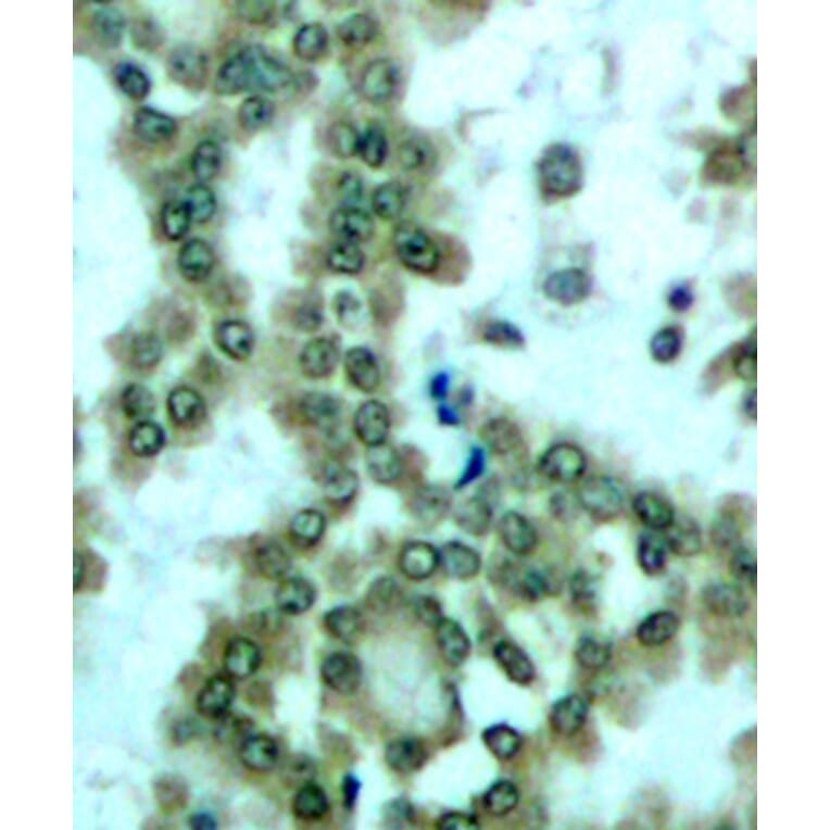 Immunohistochemistry - Anti-PKC theta/PRKCQ (phospho Ser676) Antibody (A16551) - Antibodies.com