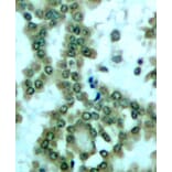 Immunohistochemistry - Anti-PKC theta/PRKCQ (phospho Ser676) Antibody (A16551) - Antibodies.com