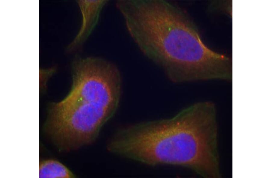 Immunofluorescence - Anti-PKC theta/PRKCQ (phospho Ser676) Antibody (A16551) - Antibodies.com