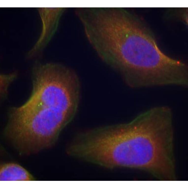 Immunofluorescence - Anti-PKC theta/PRKCQ (phospho Ser676) Antibody (A16551) - Antibodies.com