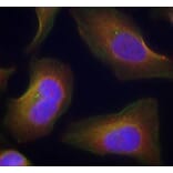 Immunofluorescence - Anti-PKC theta/PRKCQ (phospho Ser676) Antibody (A16551) - Antibodies.com