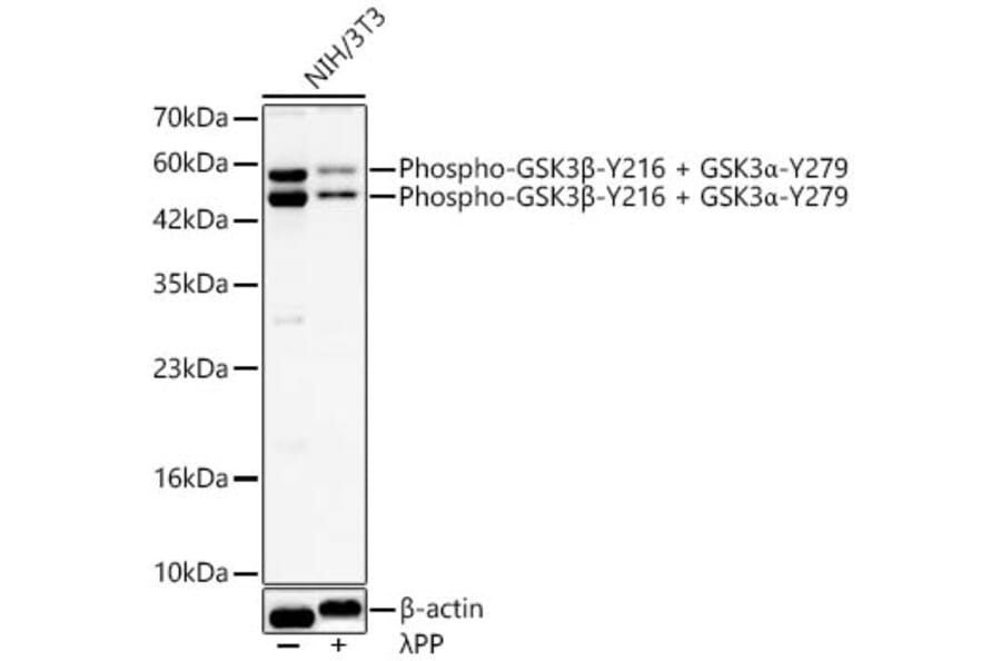 Western Blot - Anti-GSK3 beta + GSK3 alpha (Phospho Y216 & Phospho Y279) Antibody (A16552) - Antibodies.com