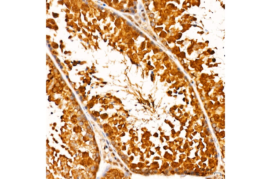 Immunohistochemistry - Anti-GSK3 beta + GSK3 alpha (Phospho Y216 & Phospho Y279) Antibody (A16552) - Antibodies.com