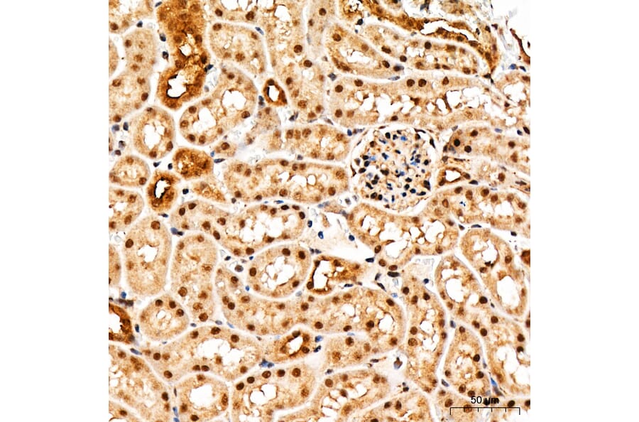 Immunohistochemistry - Anti-GSK3 beta + GSK3 alpha (Phospho Y216 & Phospho Y279) Antibody (A16552) - Antibodies.com