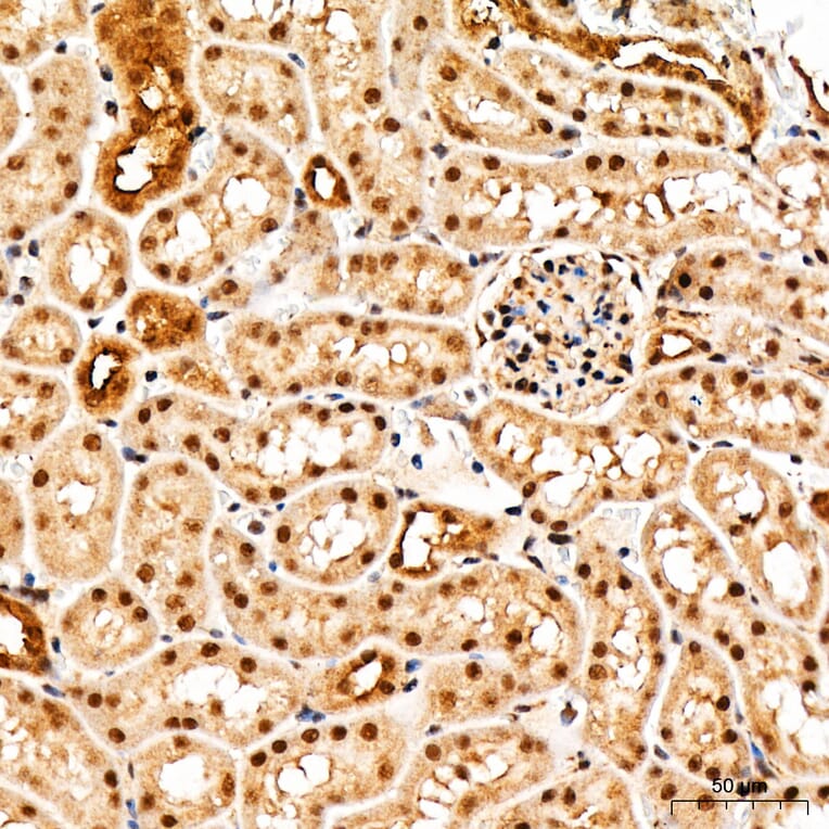 Immunohistochemistry - Anti-GSK3 beta + GSK3 alpha (Phospho Y216 & Phospho Y279) Antibody (A16552) - Antibodies.com