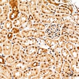 Immunohistochemistry - Anti-GSK3 beta + GSK3 alpha (Phospho Y216 & Phospho Y279) Antibody (A16552) - Antibodies.com