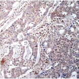 Immunohistochemistry - Anti-NFKBIB (phospho S23) Antibody (AP0262) - Antibodies.com