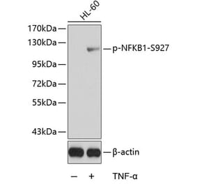 Western Blot - Anti-NFkB p105 (phospho Ser927) Antibody (A16554) - Antibodies.com