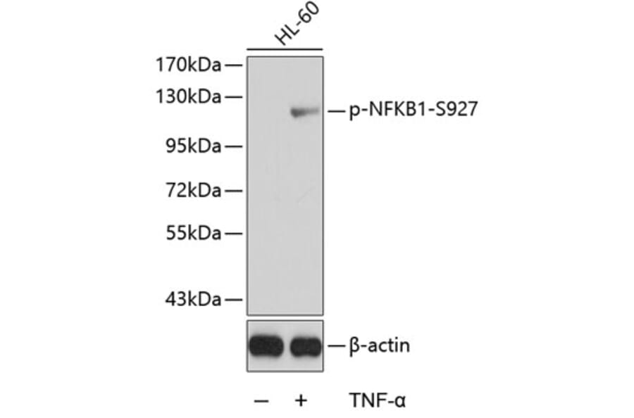 Western Blot - Anti-NFkB p105 (phospho Ser927) Antibody (A16554) - Antibodies.com