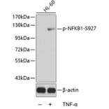 Western Blot - Anti-NFkB p105 (phospho Ser927) Antibody (A16554) - Antibodies.com