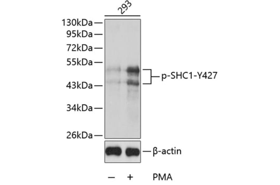 Western Blot - Anti-SHC1 (phospho Y427) Antibody (AP0266) - Antibodies.com