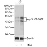 Western Blot - Anti-SHC1 (phospho Y427) Antibody (AP0266) - Antibodies.com