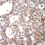 Immunohistochemistry - Anti-SHC1 (phospho Y427) Antibody (AP0266) - Antibodies.com