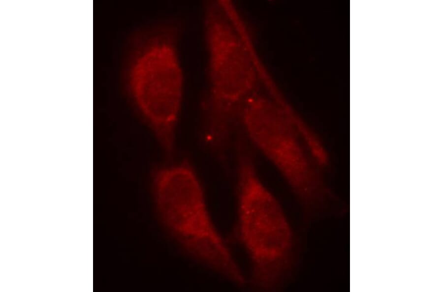 Immunofluorescence - Anti-SHC1 (phospho Y427) Antibody (AP0266) - Antibodies.com