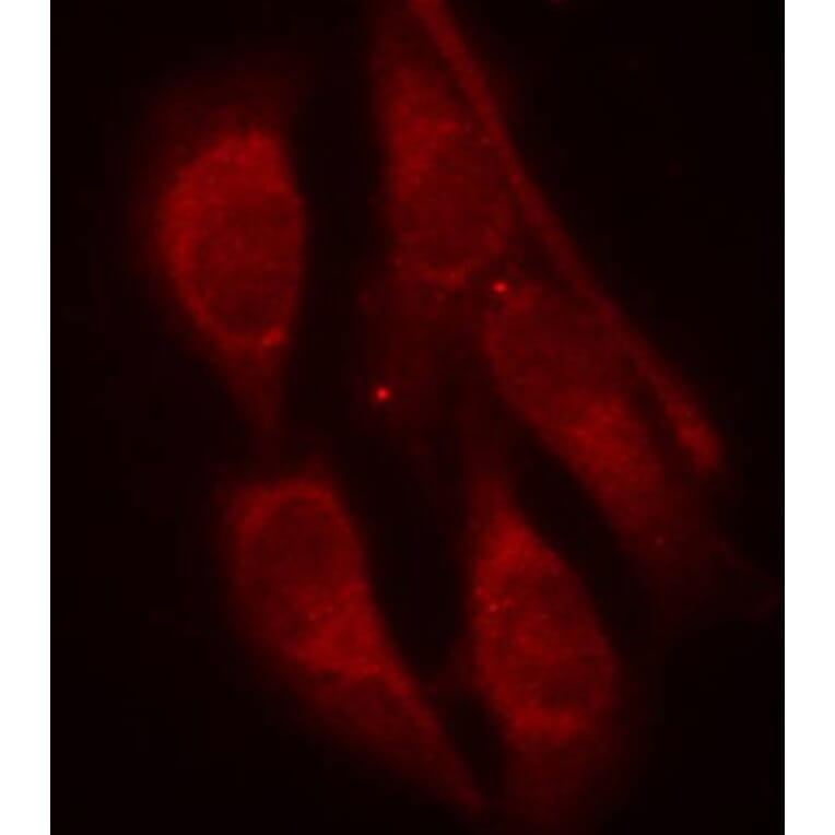 Immunofluorescence - Anti-SHC1 (phospho Y427) Antibody (AP0266) - Antibodies.com