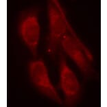 Immunofluorescence - Anti-SHC1 (phospho Y427) Antibody (AP0266) - Antibodies.com